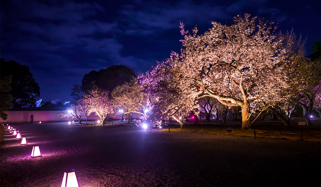 桜の園 ライトアップ
