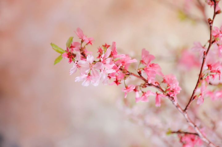 春を届ける「FLOWERS by NAKED桜便り」 NAKED FLOWERS 2021 −桜− 世界遺産・二条城